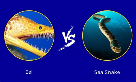 sea snake vs eel
